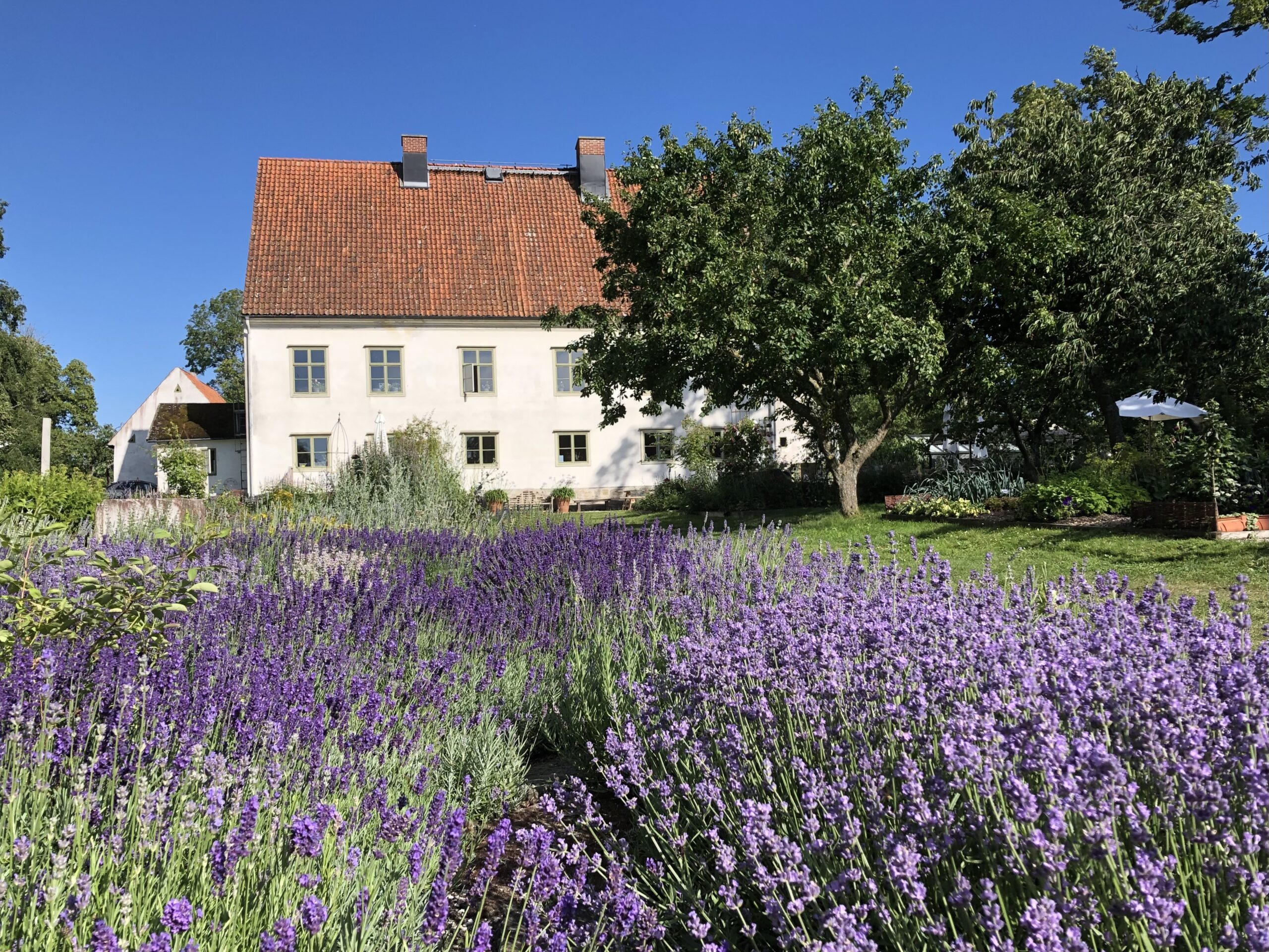 Lavendel framför prästgården